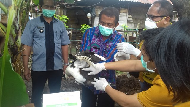 Pemberian vaksin cairan desinfektan kepada bebek yang masih sehat