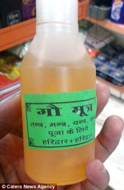 Benarkah Urine Sapi dapat Mengatasi Jerawat dan Berbagai Penyakit?
