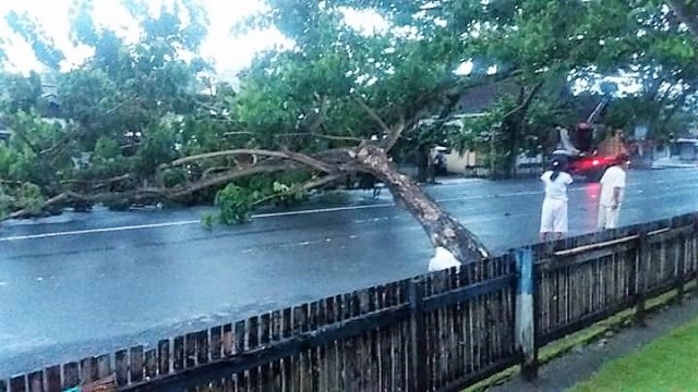 Kotamobagu Rawan Bencana, Sejumlah Pohon di Pinggir Jalan Roboh