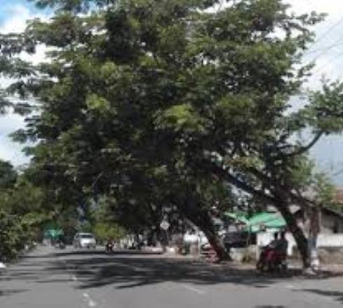 pohon Trambesi yang ada di pinggir jalan