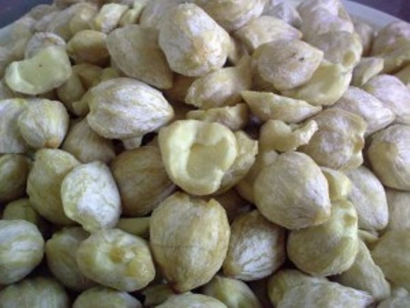 Desa Bilalang II Terus Kembangkan Potensi Kemiri