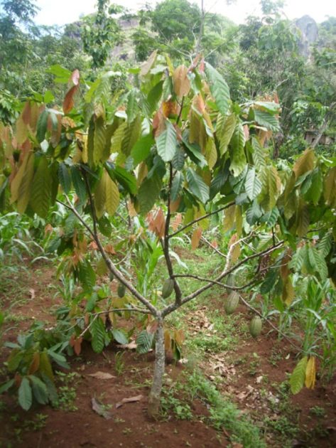 Upai Potensi Pengembangan Wisata Agro
