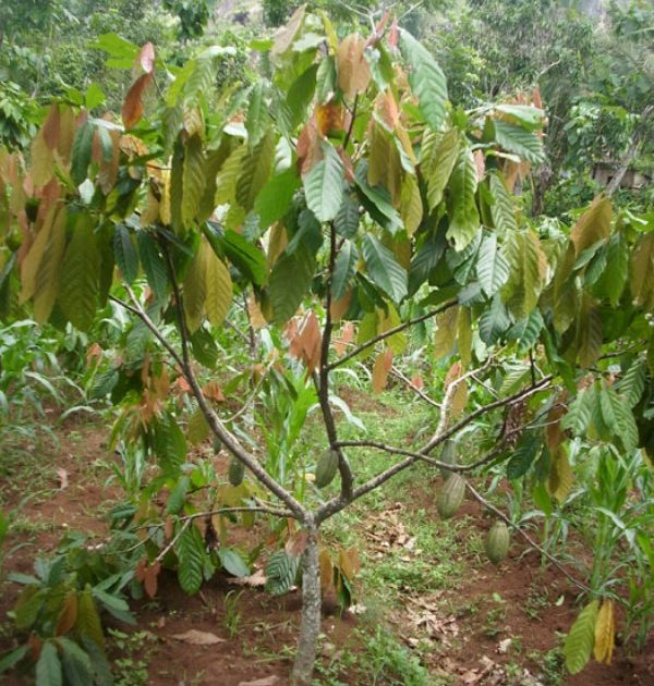 Upai Potensi Pengembangan Wisata Agro