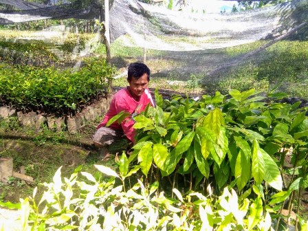 Bisnis Bibit Cengkeh di Kotamobagu Menjanjikan