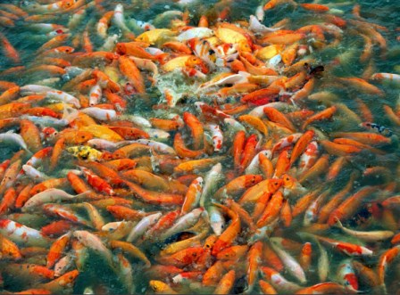 Potensi Ikan Mas Koi di Kotamobagu Cukup Menjanjikan