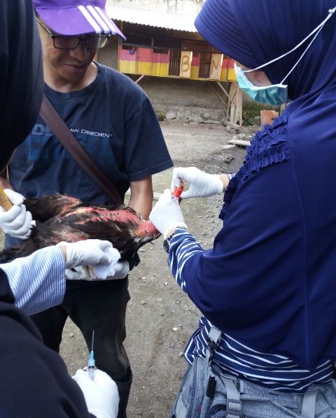 Diduga Terserang Flu Burung, Tim BB Veteriner Maros Uji Sampel Unggas di Motoboi Kecil