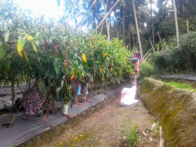 Waw!!!, Hasil Panen Cabe Keriting Warga Moyag Mencapai 1,8 Ton