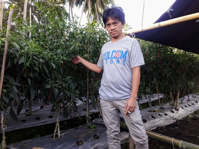 Kelompok Tani Cabe Keriting Moyag Mulai Panen