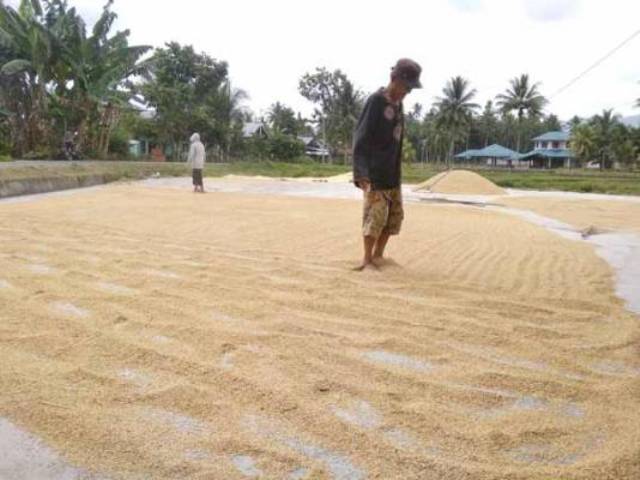 Beras Merah Jadi Produk Unggulan