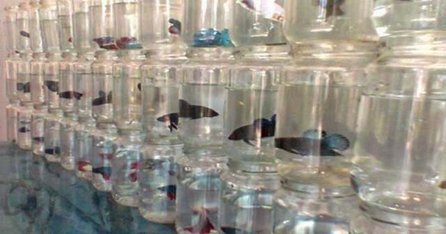 Hasil Penjualan Ikan Hias Ternyata Menjanjikan