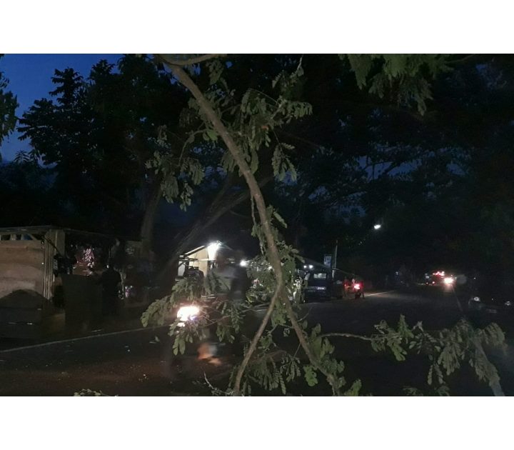 Pohon Trambesi di Ruas Jalan Ibu Kota Kian Membahayakan