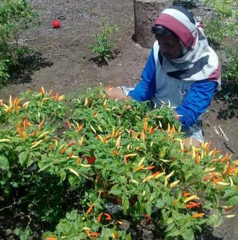 Potensi Cabai Terus Ditingkatkan, Warga Poyowa Besar Mulai Panen