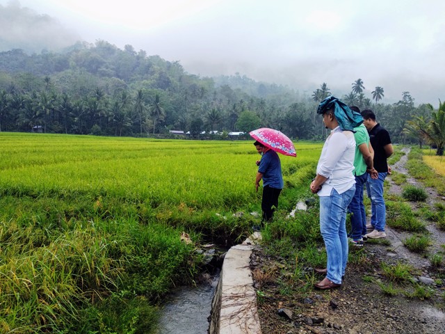 Persawahan Poyowa Besar Penunjang Kebutuhan Beras di Kota Kotamobagu