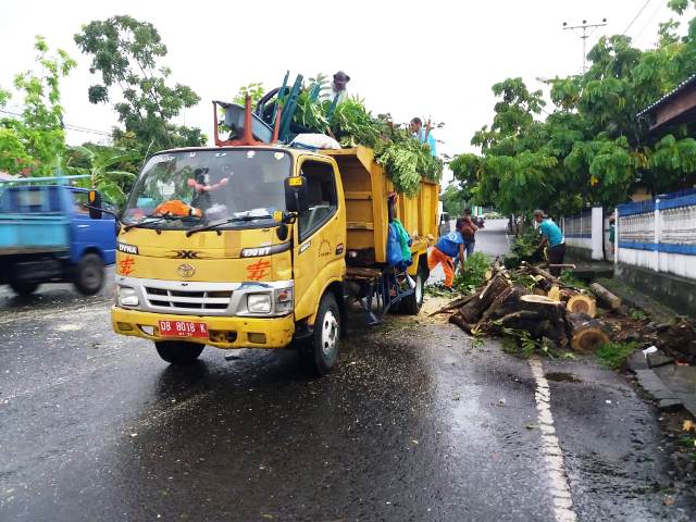 Dinas PRKP Evakuasi Pohon Tumbang di Depan Kantor PMPTSP