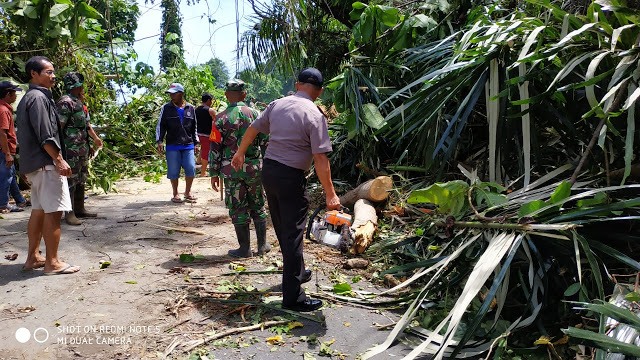 Akses Jalan Trans Sulawesi Sempat Putus Akibat Pohon Tumbang dan Longsor di Desa Sampiro