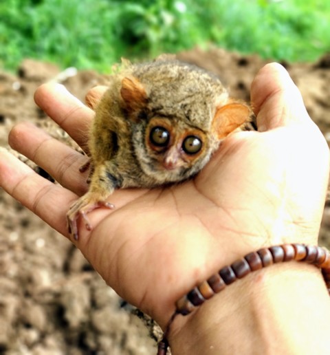 Tarsius Ternyata Ada di Kota Kotamobagu