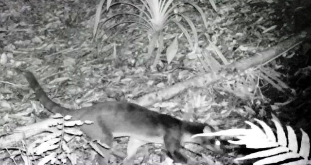 Patroli RBM Berhasil Mendeteksi Kehadiran Musang Sulawesi di Kawasan TNBNW