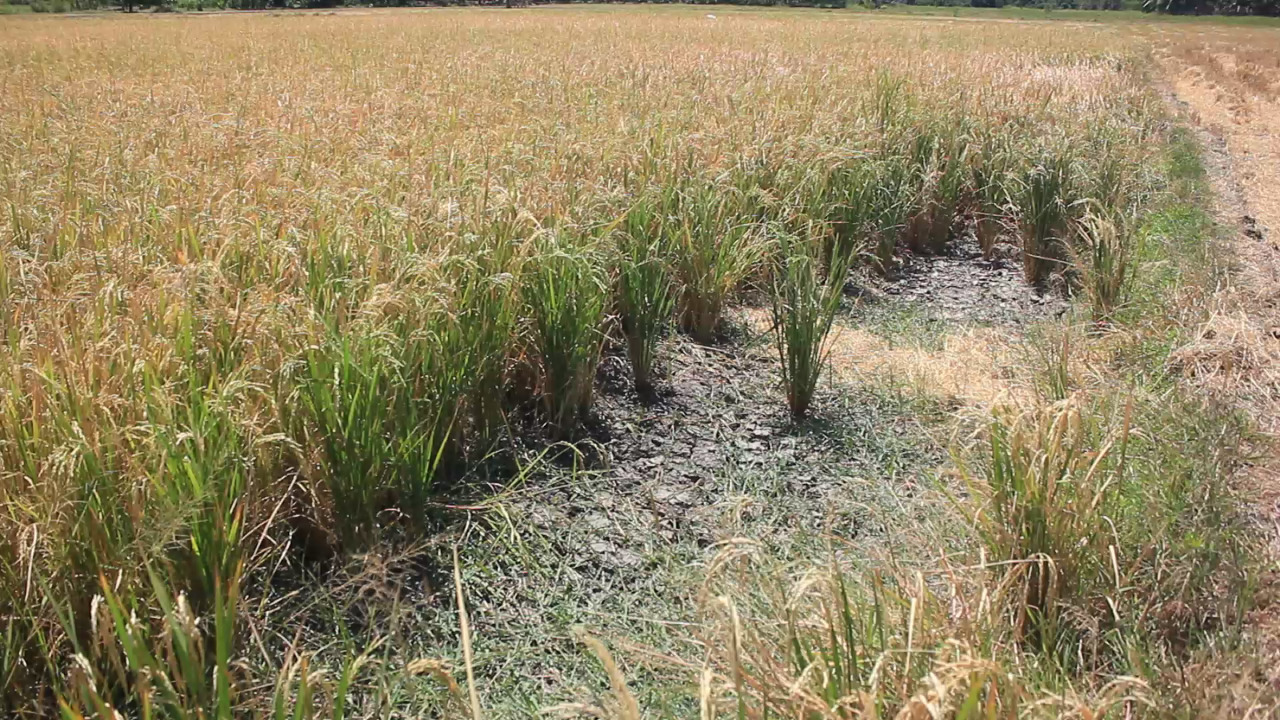 Musim Kemarau, Sejumlah Petani di Pantai Utara Bolmong Gagal Panen