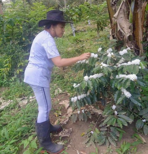 Warga Kopandakan Satu Sukses Kembangkan Kopi Ateng