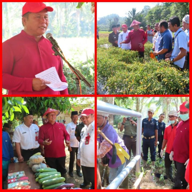 Turut dalam Panen Raya Cabe di Desa Adow Selatan, Wabup Bolsel Ajak Petani Manfaatkan Lahan