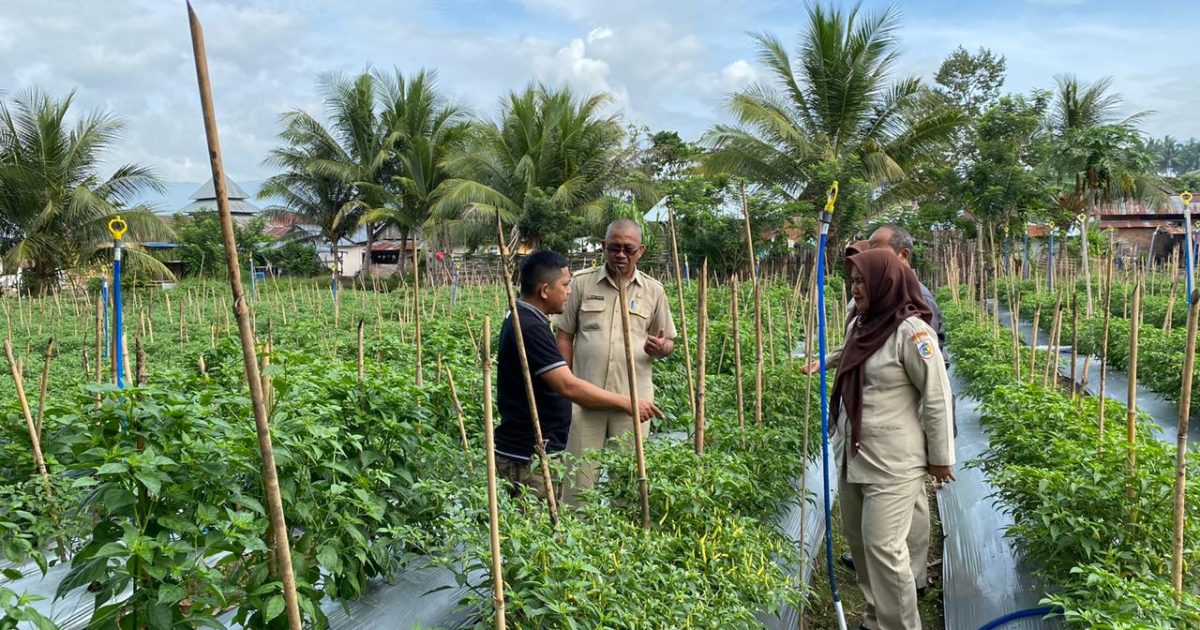 Hasilkan Cabe 15 Ton Sepekan, Anggota KMT ini Mendapatkan Kunjungan Dinas Pertanian