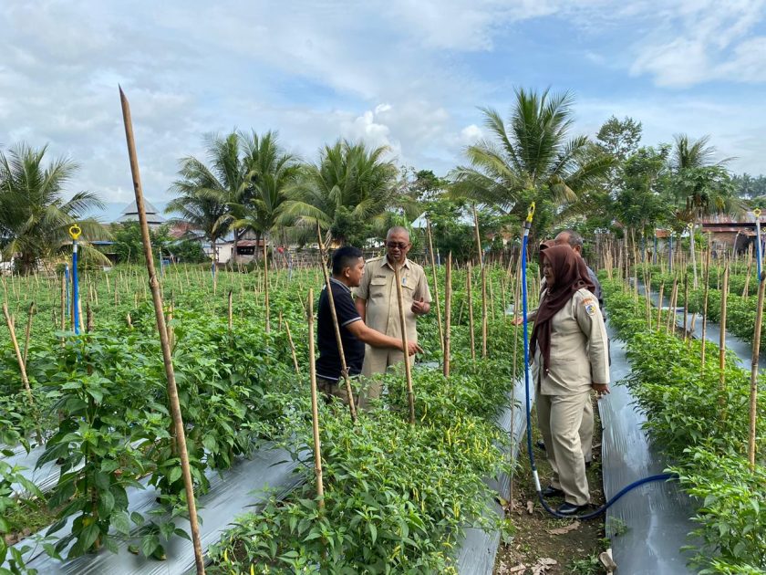 Hasilkan Cabe 15 Ton Sepekan, Anggota KMT ini Mendapatkan Kunjungan Dinas Pertanian