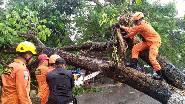 Ini Beberapa Ruas Jalan di Kota Kotamobagu yang Rawan Pohon Tumbang