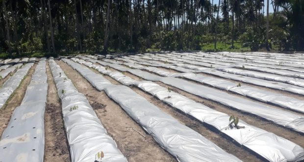 Petani Cabai Ini Jaga Ketersediaan Stok di Tengah Pandemi Corona
