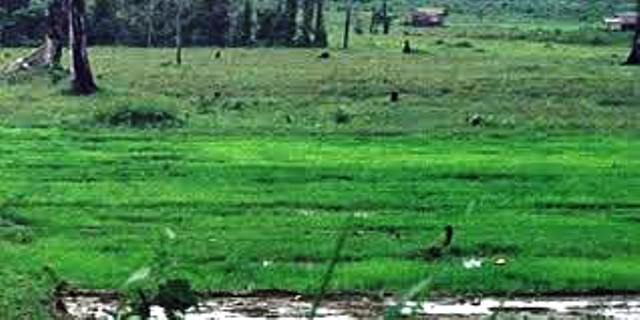 Tahlis Ajak Warga Manfaatkan Lahan Tidur