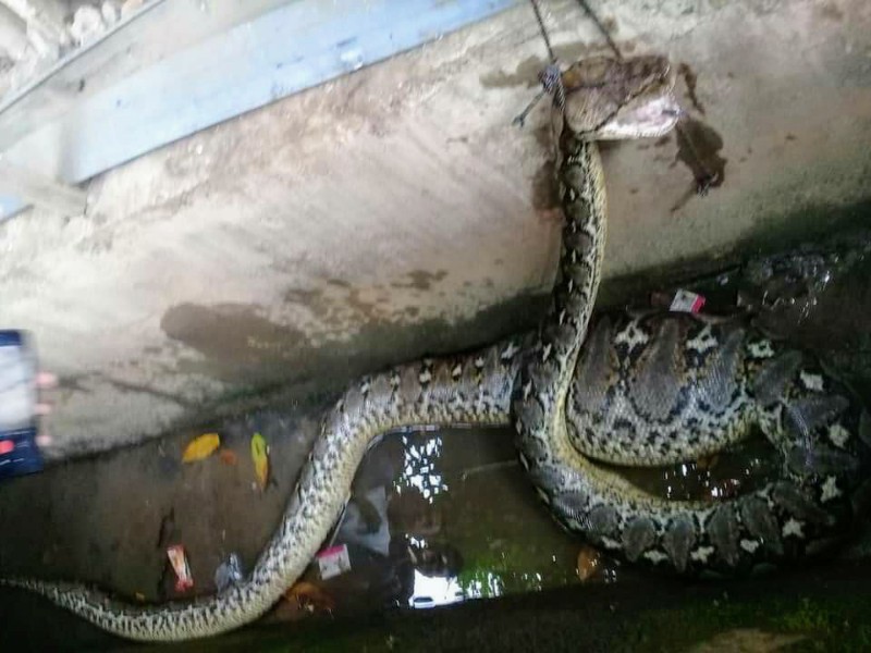 Ular Sanca Sepanjang 5 Meter Ditemukan Warga Poyowa Besar ll