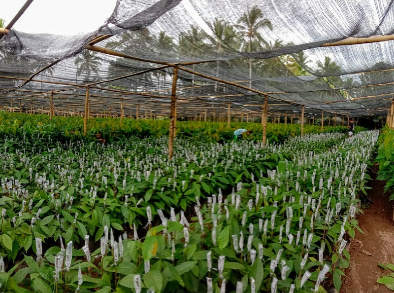 Bibit Tanaman Yonce Mamangkey Laris Hingga Luar Daerah