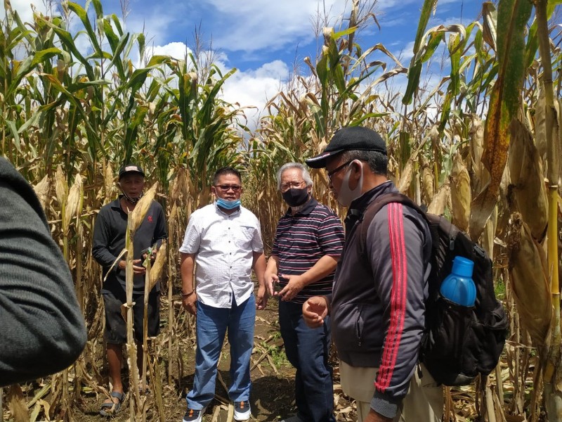 Akan Dihadiri Gubernur, Wawali Tinjau Persiapan Panen Jagung di Perkebunana Kobo Besar