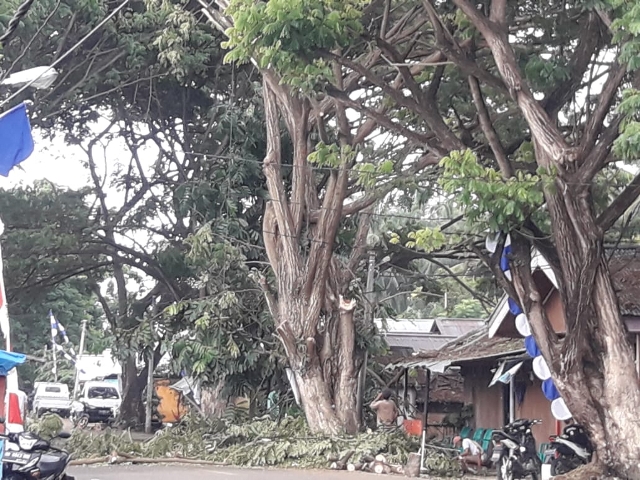 Bupati Boltim Instruksikan Pangkas Pohon Trembesi di Ruas Jalan Ibu Kota