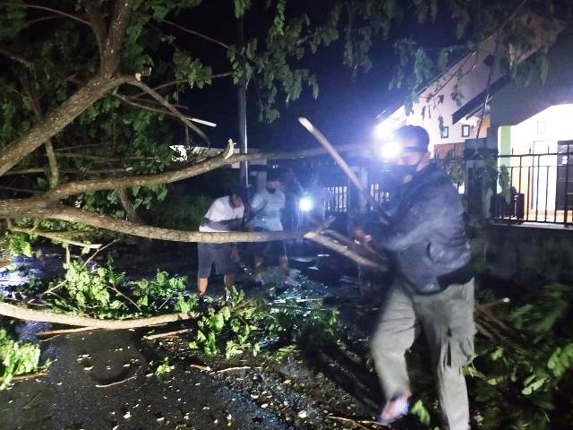 Kapolsek Biau Bantu Evakuasi Pohon Tumbang di Jalan Raya
