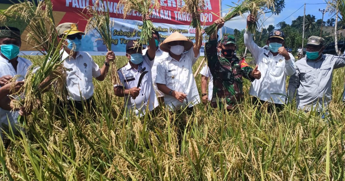 Bupati Buol Hadiri Panen Raya Di Desa Talaki