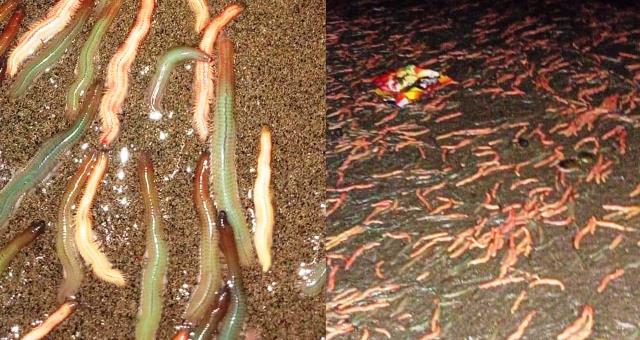 Viral!, Kawanan Cacing Keluar di Laut Inobonto, Bertanda apa?