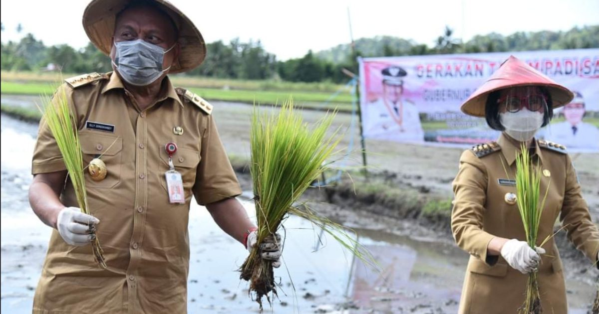 Bibit Unggul Padi Sulutan Solusi Para Petani di Bolmong