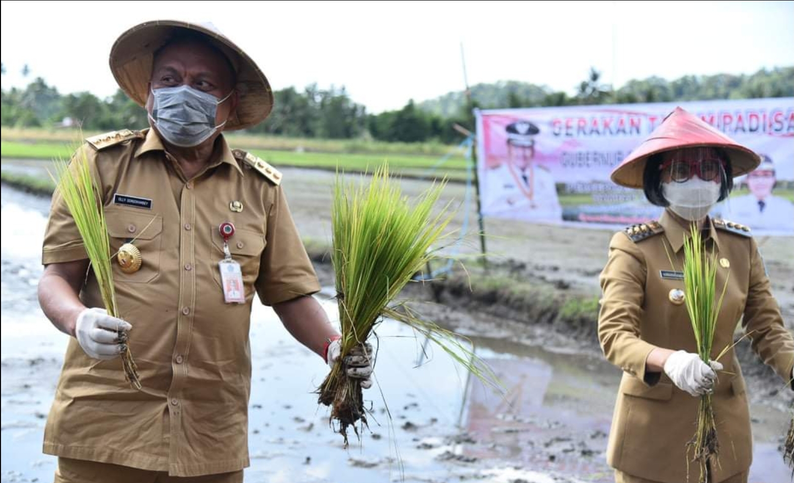 Bibit Unggul Padi Sulutan Solusi Para Petani di Bolmong