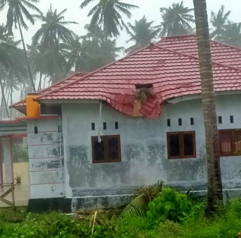 Pohong Tumbang Menimpa Rudis Camat Tomini