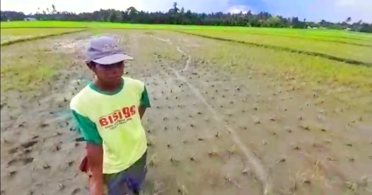Hama Serang Puluhan Hektar Padi di Wilayah Pantura