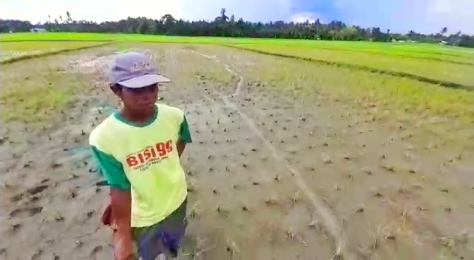 Hama Serang Puluhan Hektar Padi di Wilayah Pantura