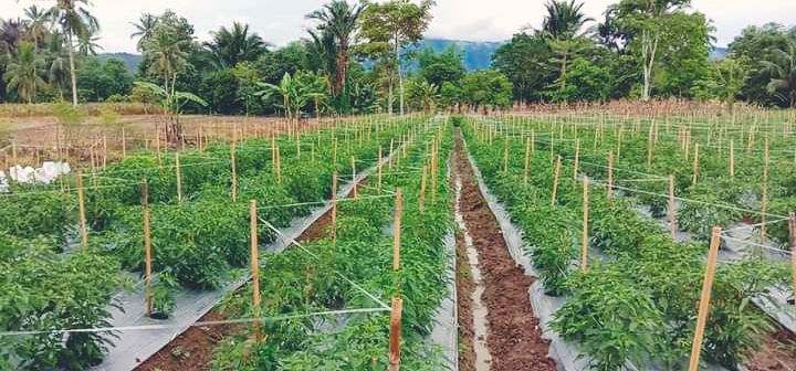 Produksi Cabai Rawit Terus Meningkat, Bolsel Potensi Menjadi Lumbung di Sulut