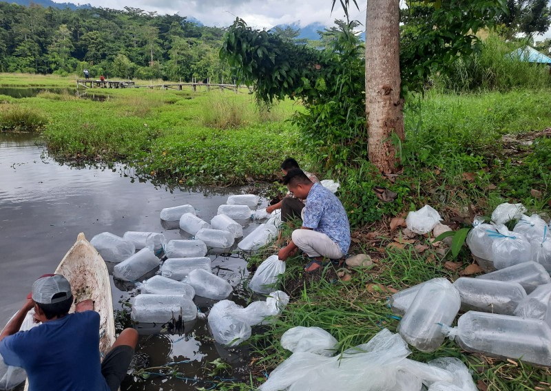 Dinas Perikanan melepaskan benih Ikan Nila di Danau Pandebulan Hutan Kota Tutuyan Boltim