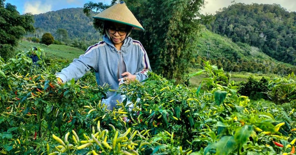 Melihat Aktivitas Akhir Pekan Bupati Yasti di Kebun Sayur