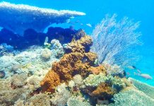 Pesona Bawah Laut Pulau Racun di Kabupaten Boltim dan Sejarah Penamaannya