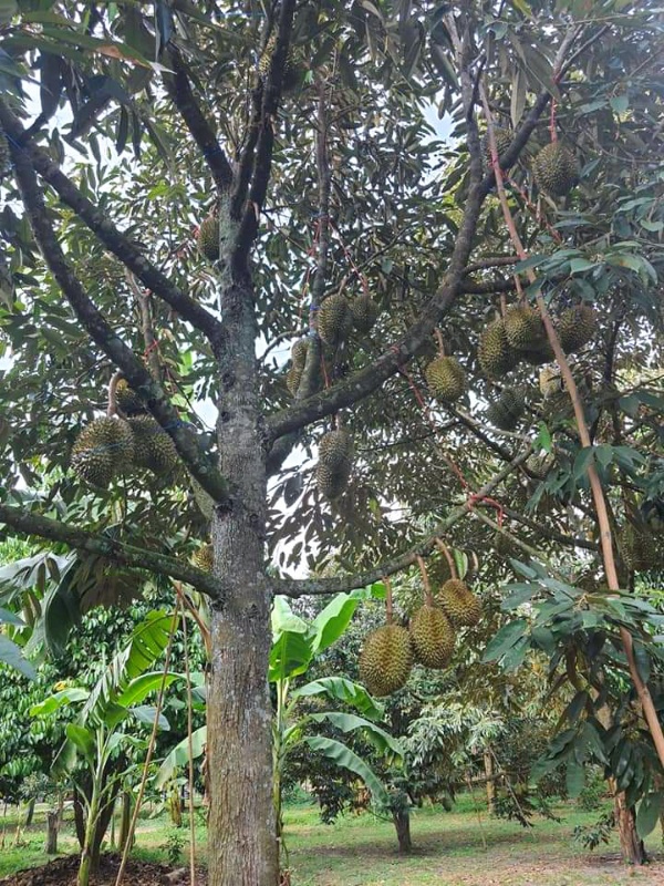 Hasil Panen Durian Monthong di Bukaka Ini Capai Puluhan Juta Rupiah