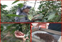Petani Kopi Indonesia Membuktikan Reputasinya sebagai Pelaku Ekspor yang Berkontribusi pada Peningkatan Ekonomi