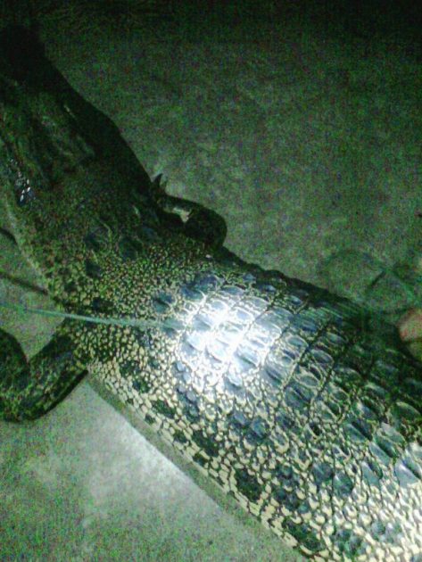 Fenomena Alam Tak Mempengaruhi Buaya Penghuni Danau Buyat