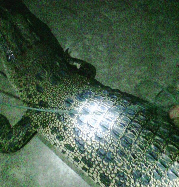 Fenomena Alam Tak Mempengaruhi Buaya Penghuni Danau Buyat