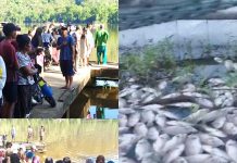 Kematian Puluhan Ribu Ikan di Danau Buyat Akibat Fenomena Alam